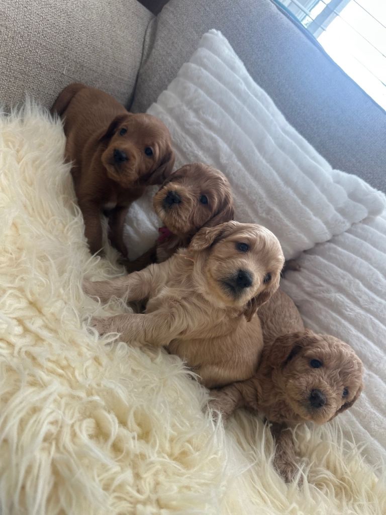 Golden doodles 