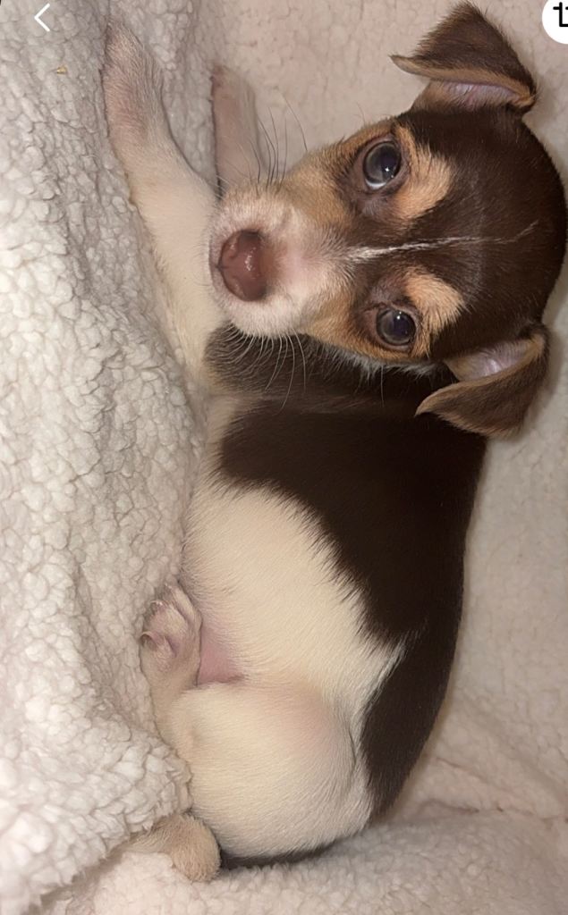 Two beautiful Pups 🐶 