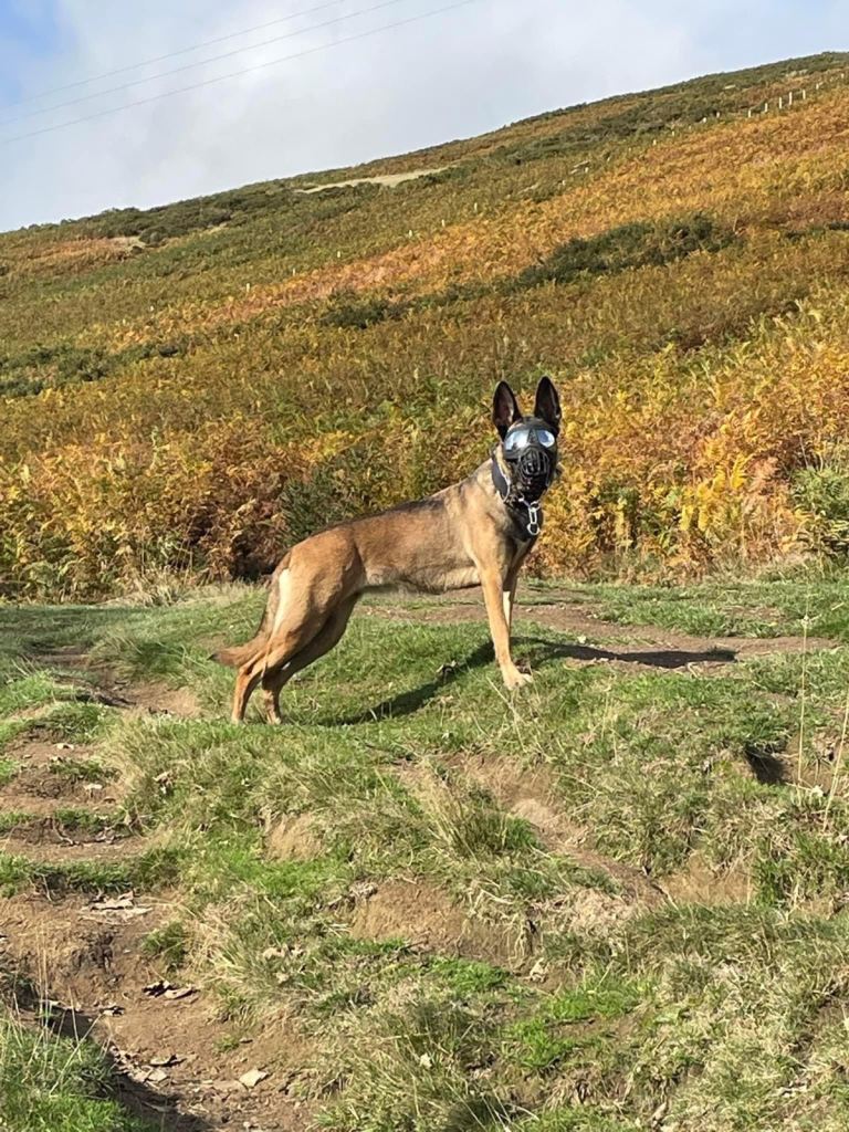 Belgian Malinois Shepherd 