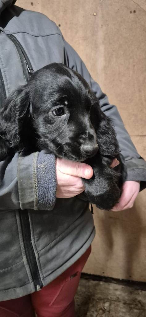 Cocker spaniel pups