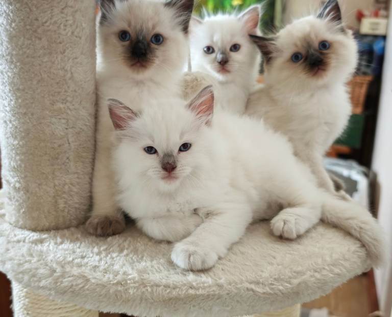 Purebred Ragdoll Kittens 