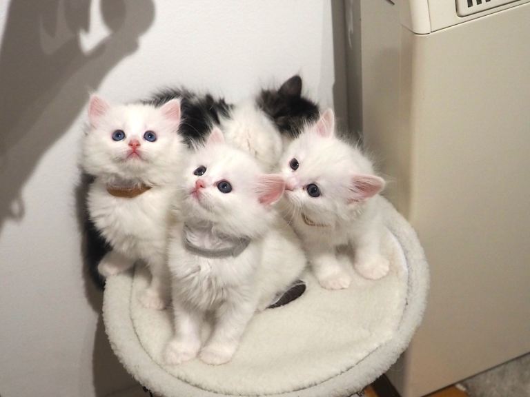 Beautiful Persian Kittens white girls boy  – Raised with Love in a Family Home
