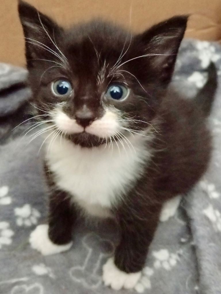Kittens looking for a new home