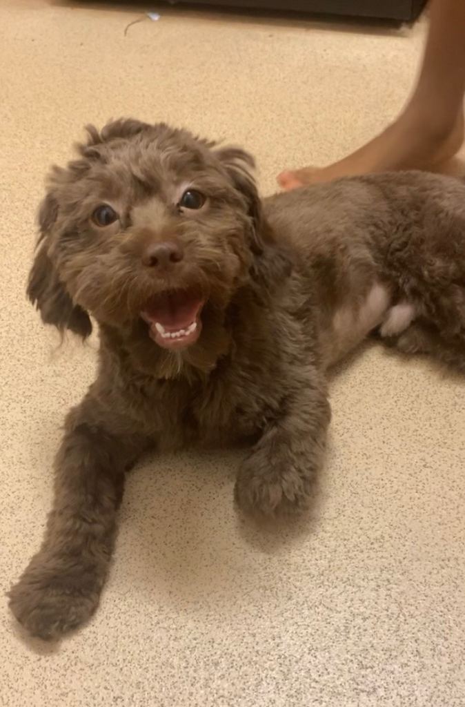 11 months Shihpoo Pup