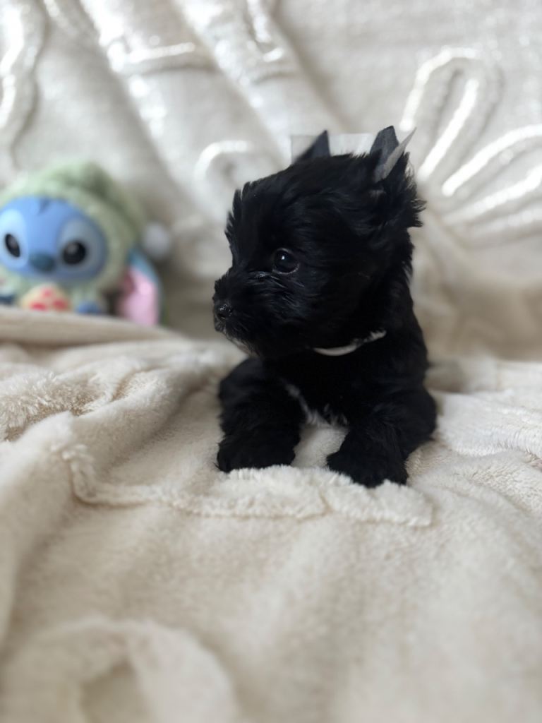 Mini Black Yorkshire terrier puppies 