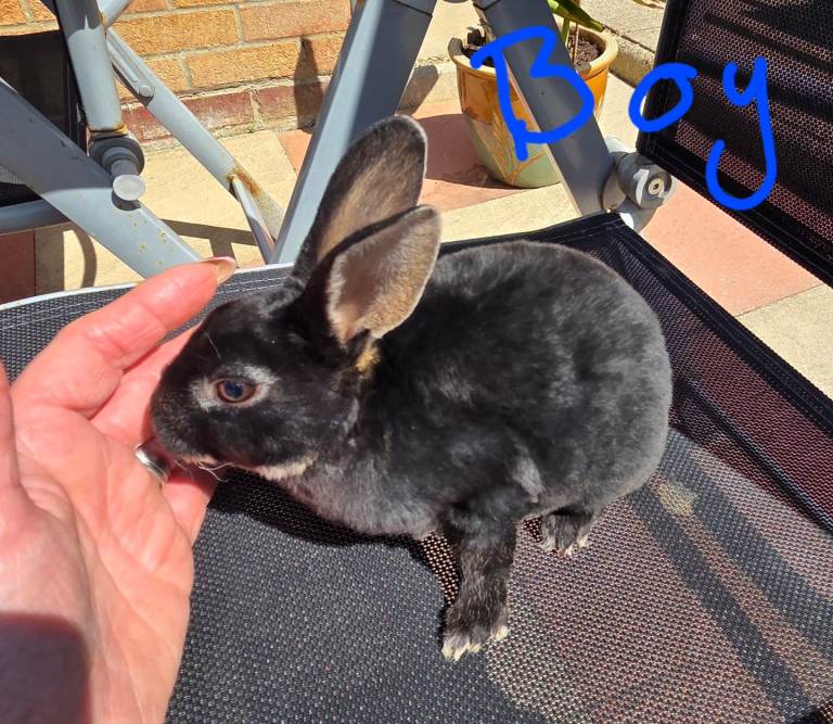 Rex Rabbits 
