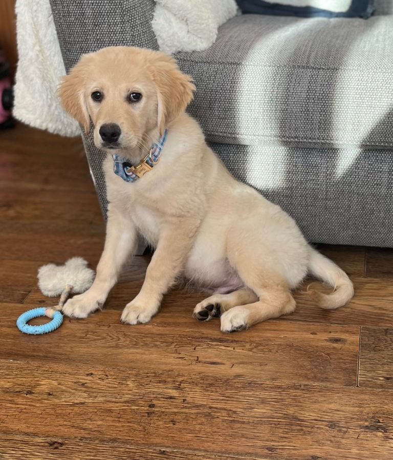 14week old golden retriever 