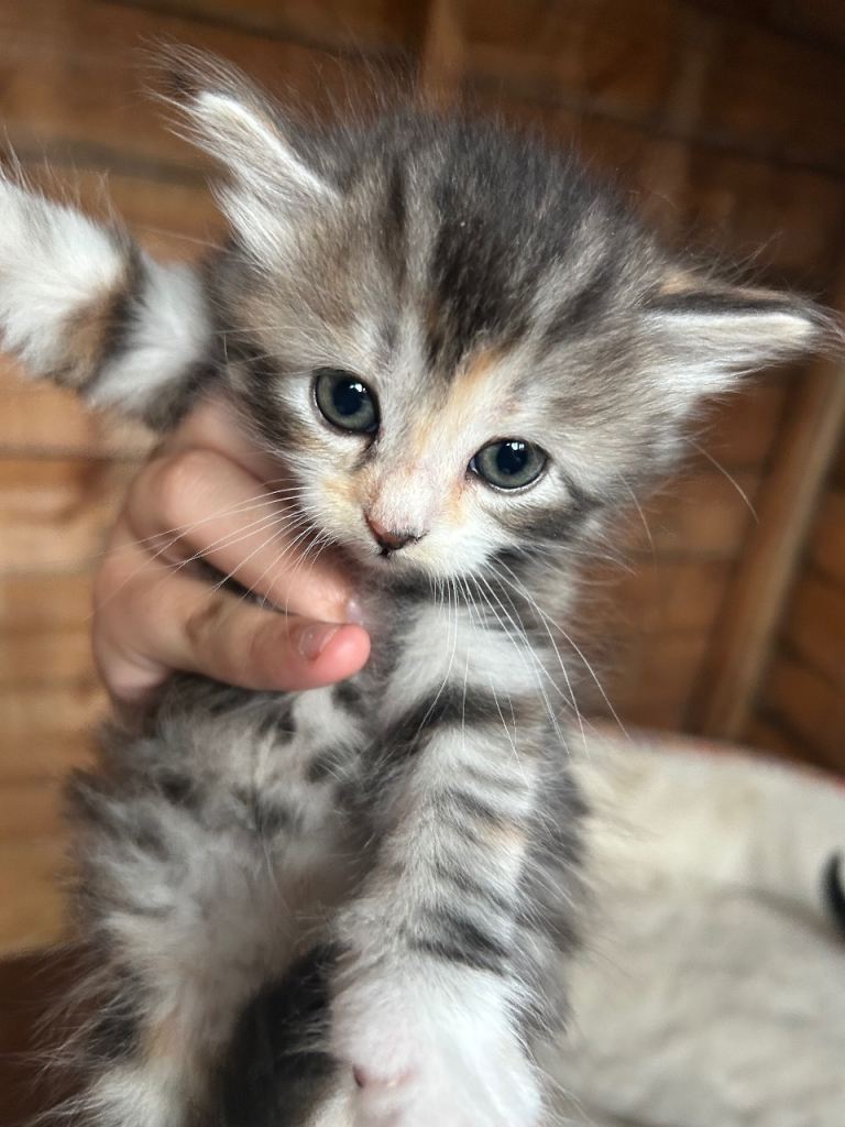 1 kitten=£140,2 kittens=£220 and 3 kittens for £340