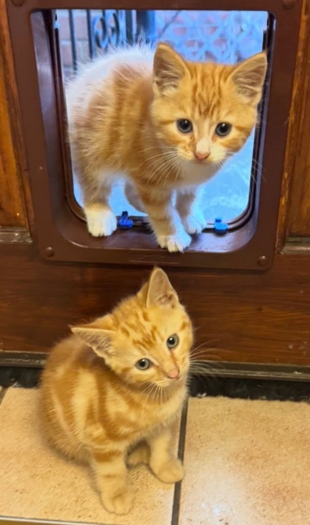 Two Beautiful Ginger Tabby Kittens – Both Male