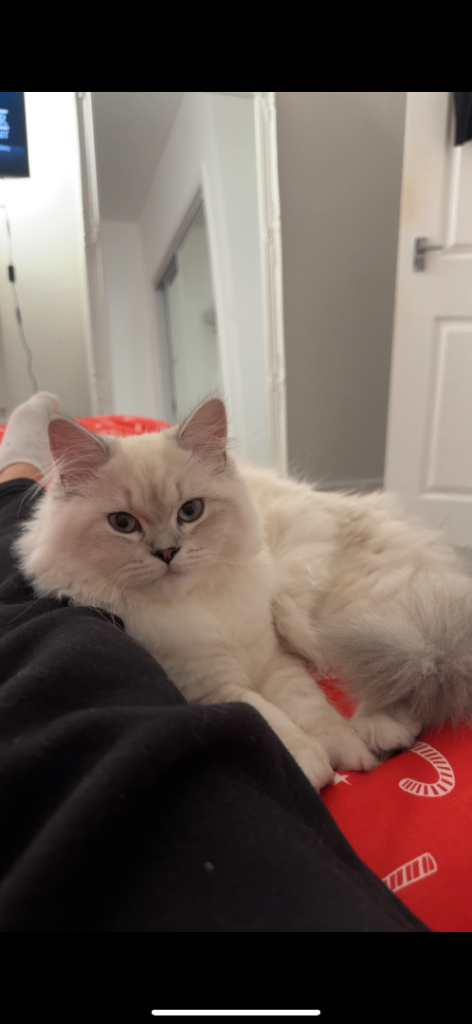 Scottish Straight Kitten