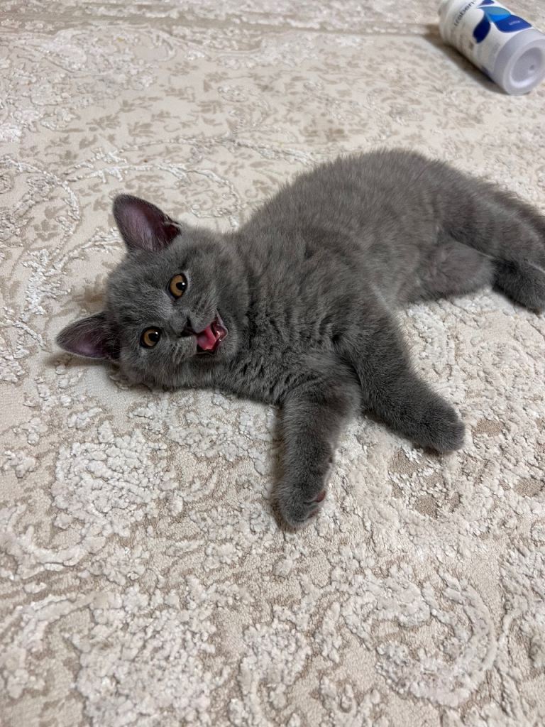 Grey British Short Hair Kitten 