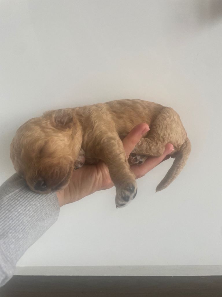 Rare Double Doodle Puppies for sale