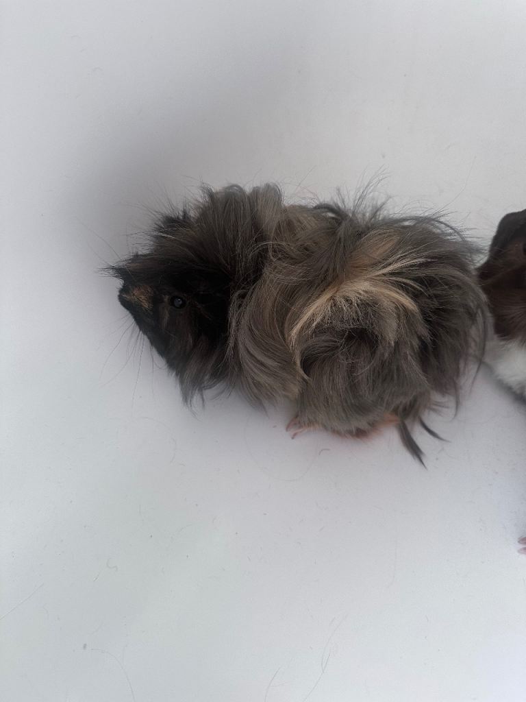 Guinea Pigs Need A Good Home 