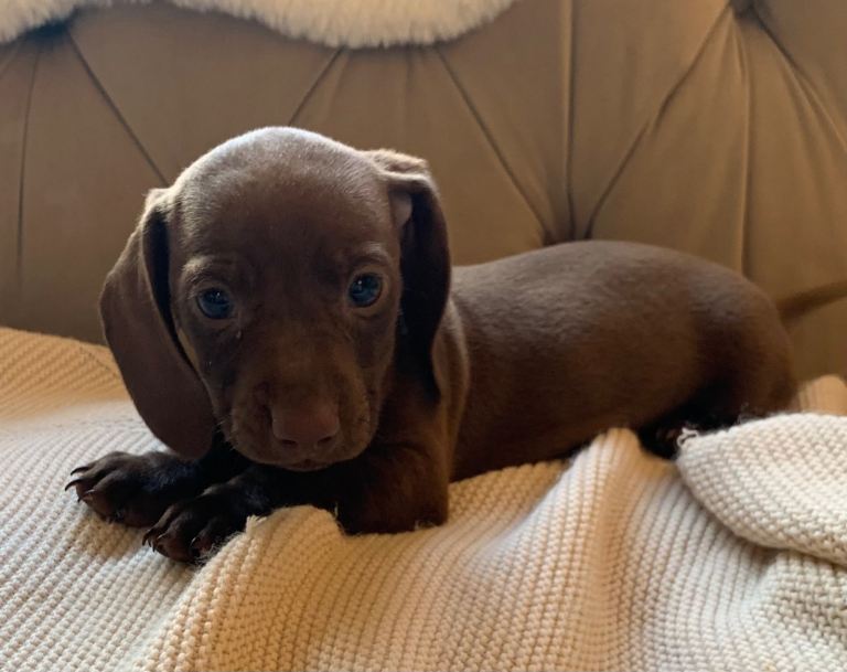 Mini dachshunds