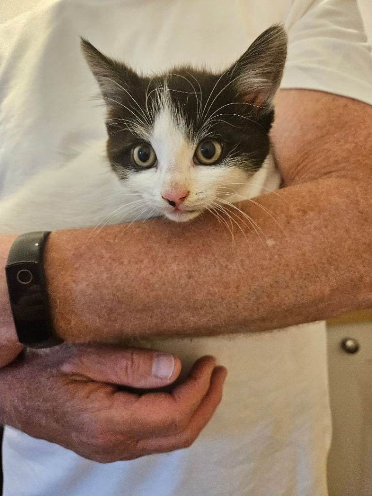Gorgeous kittens