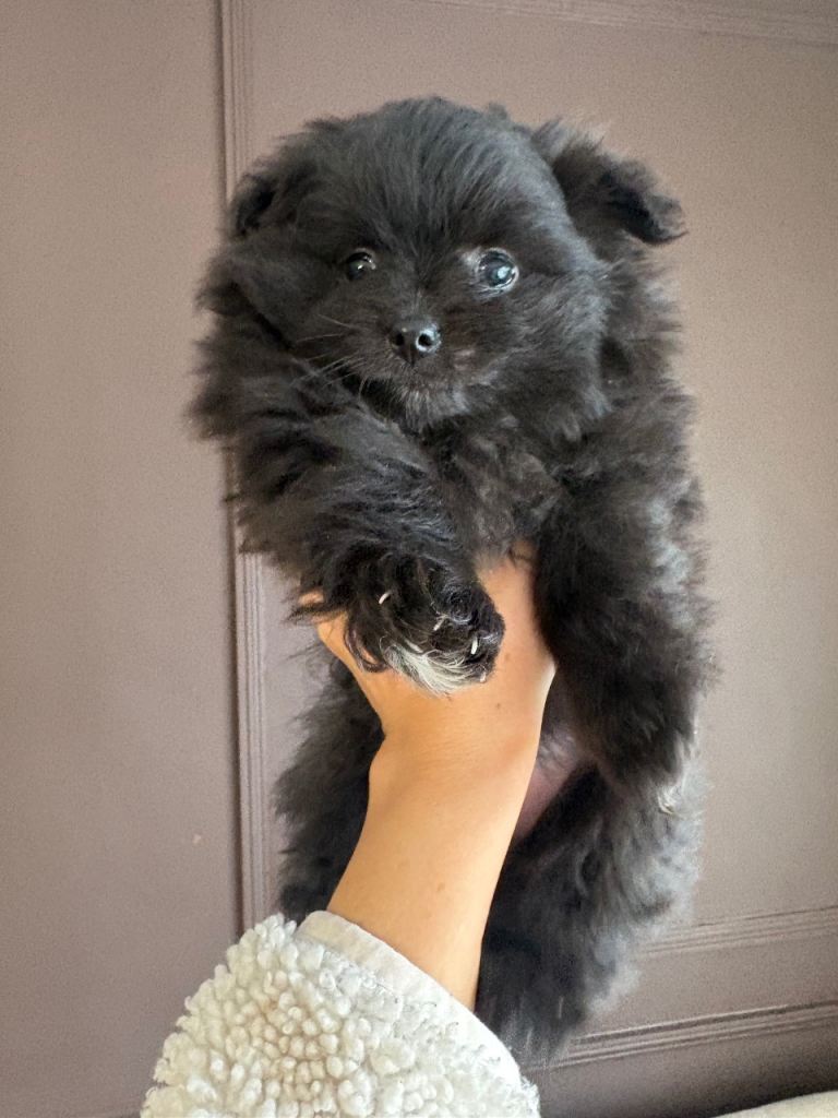Pomeranian girl pup