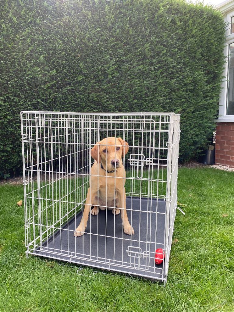 DOG CRATE FOR SALE - Light Grey, size Large 42” (dog not included)