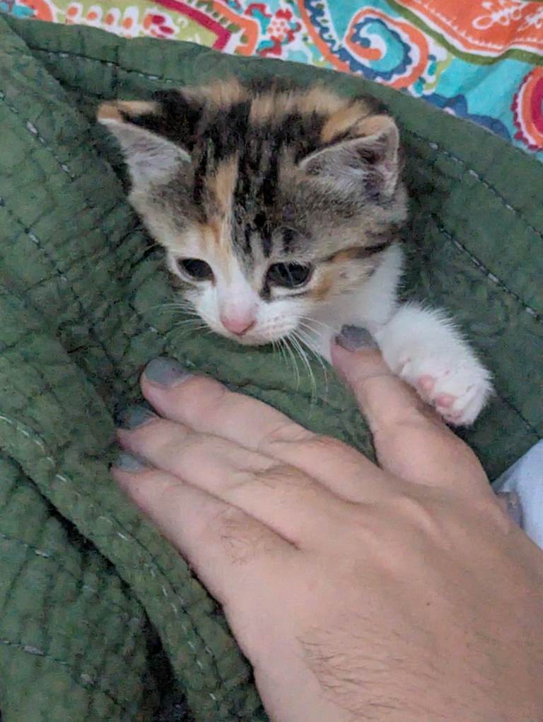Female Kittens Bengal x