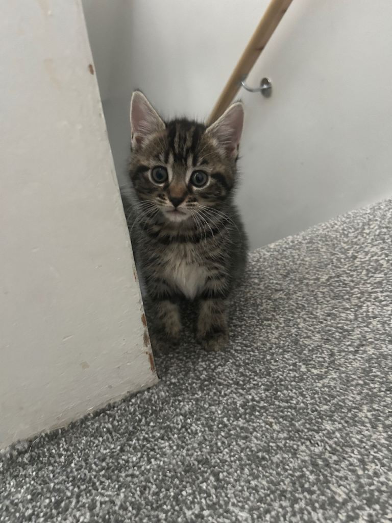 3 kittens for rehoming 