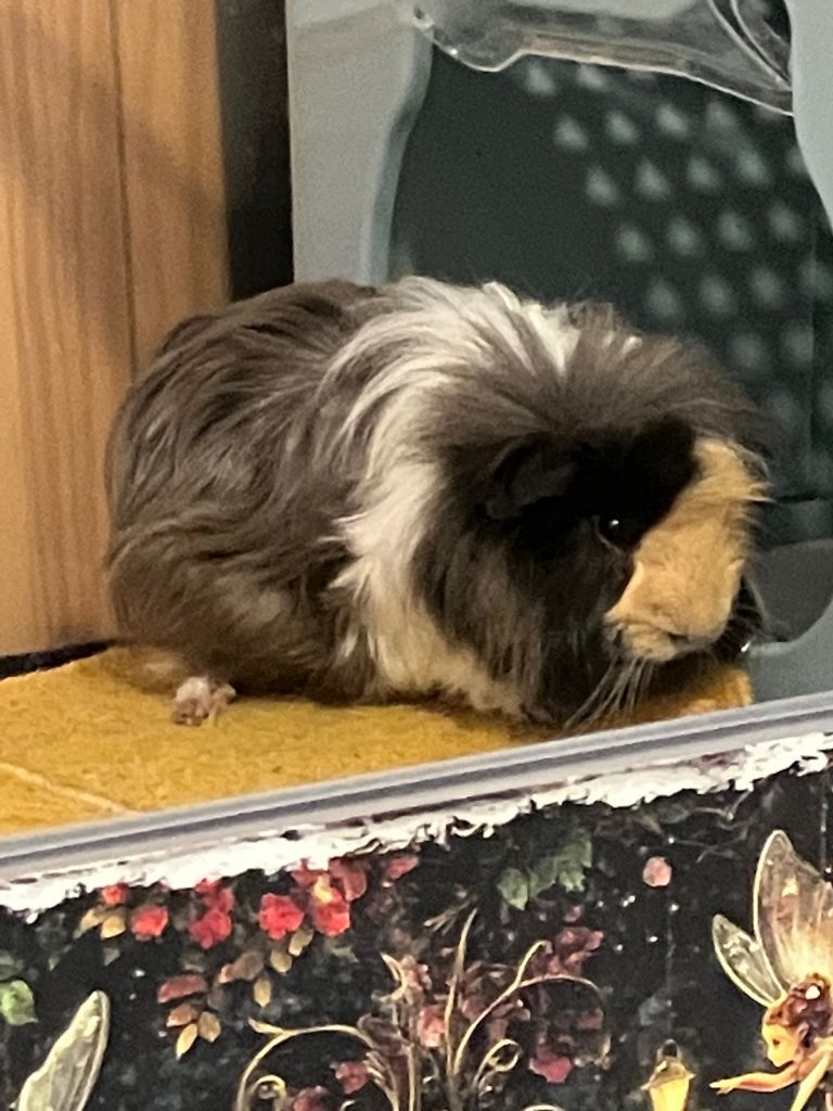 Guinea pig