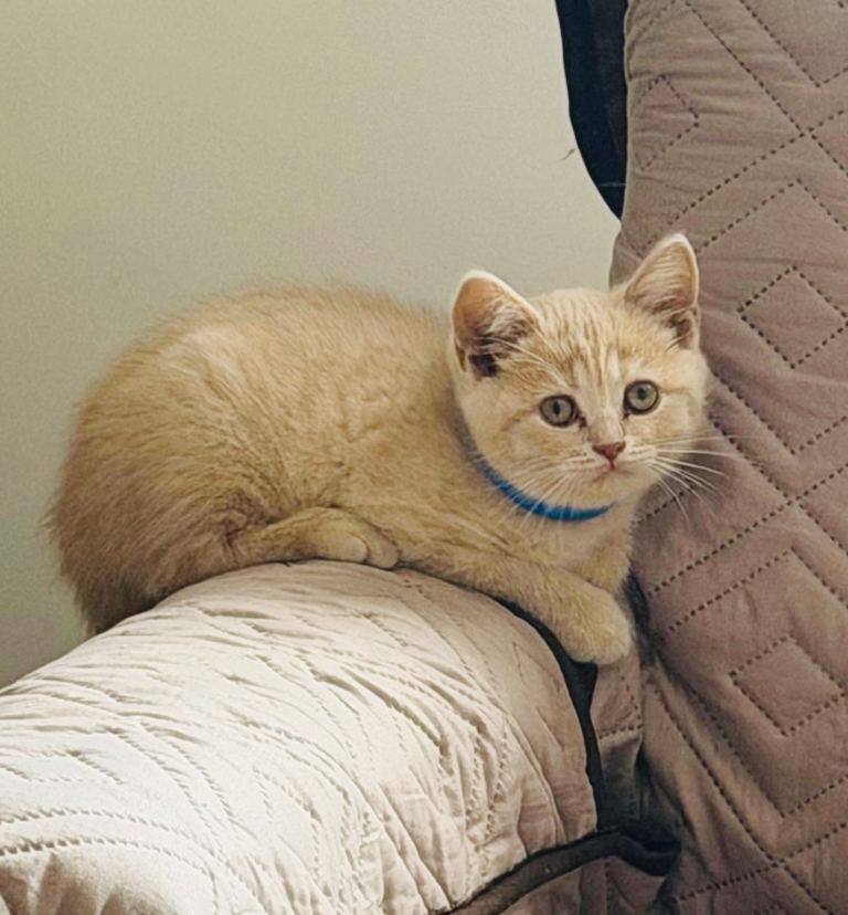 Beautiful Cream British Shorthair kitten 🐱 