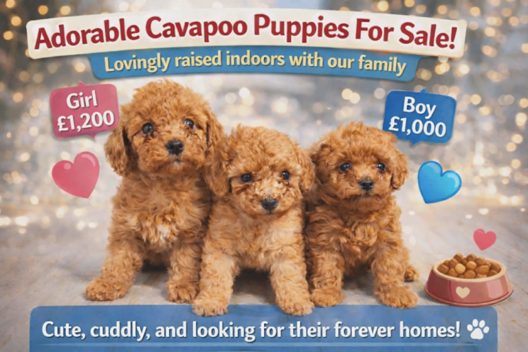 Cavapoo puppies **Ready to leave**