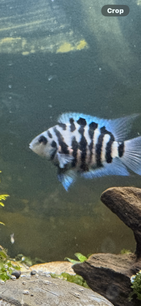 Convict cichlid 