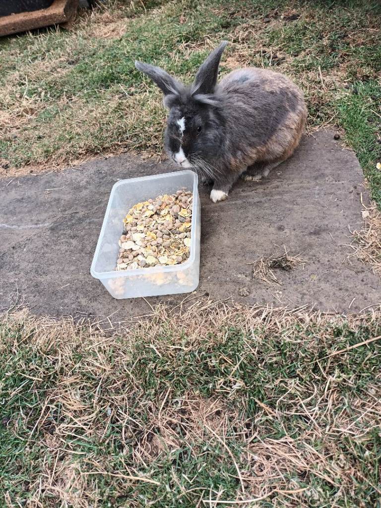 Various coloured lionhead rabbits (purebread)