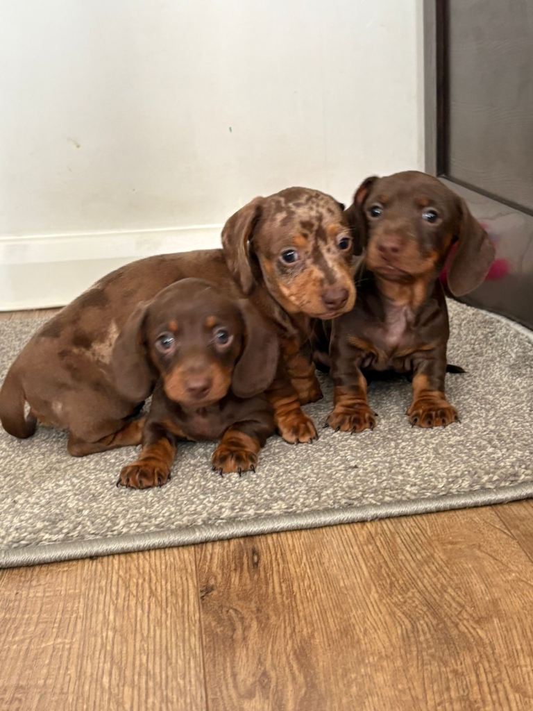 🐾 Super Cute Sausage Dog Puppies Ready for Their New Homes! 🐾