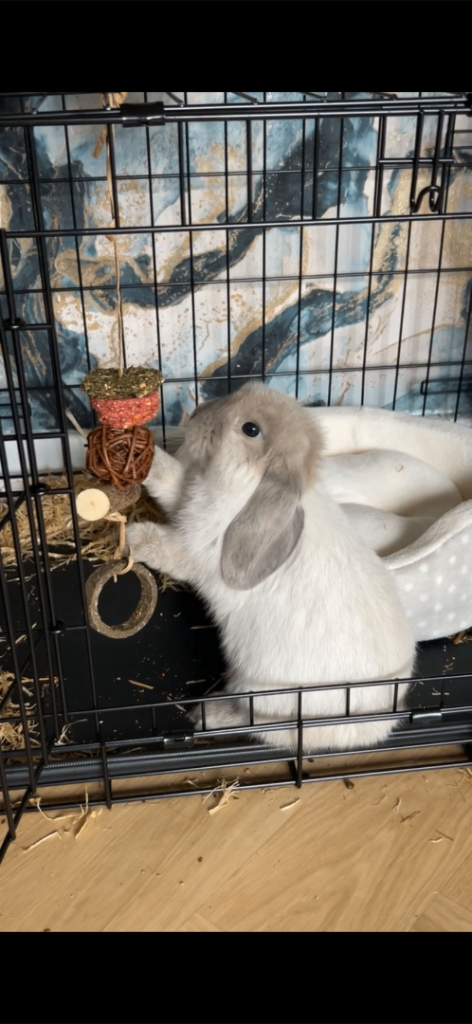 12week mini lop bunny comes with everything 