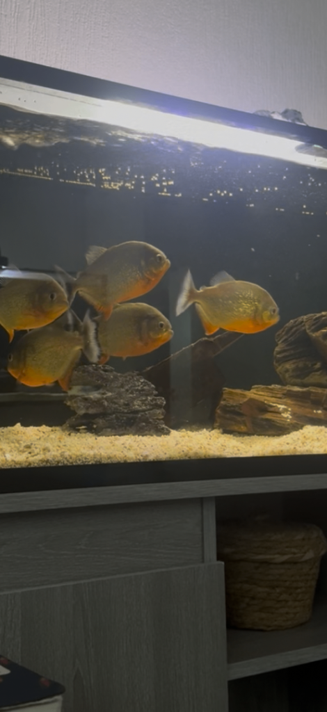 Red belly piranhas 