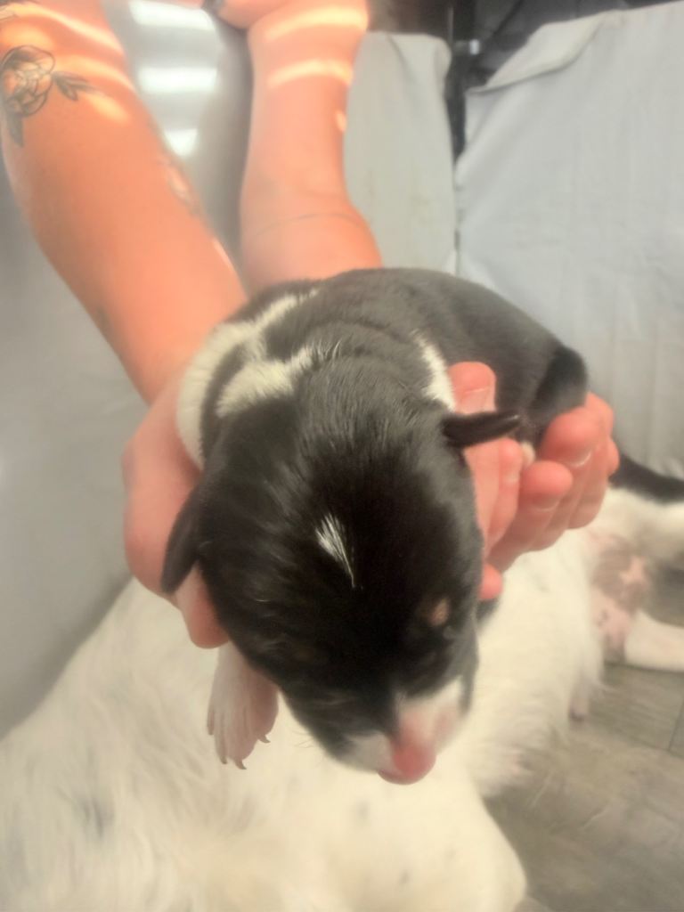 Border collie crossed blue Merle collie puppies 