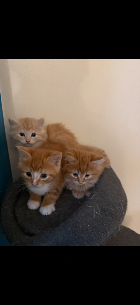 CUTE KITTENS!!! £300 ONO