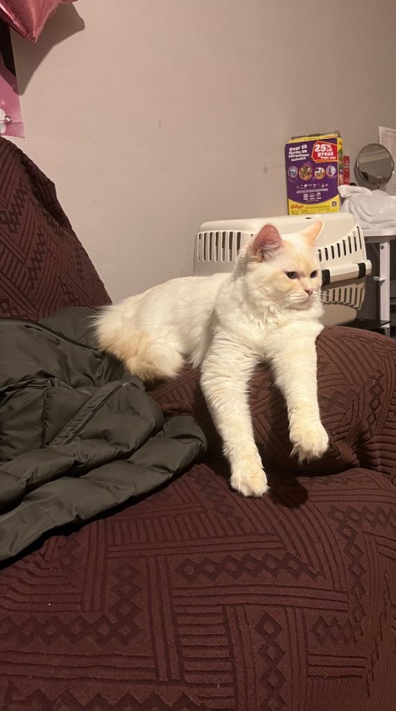 Purebreed Male Ragdoll Cat