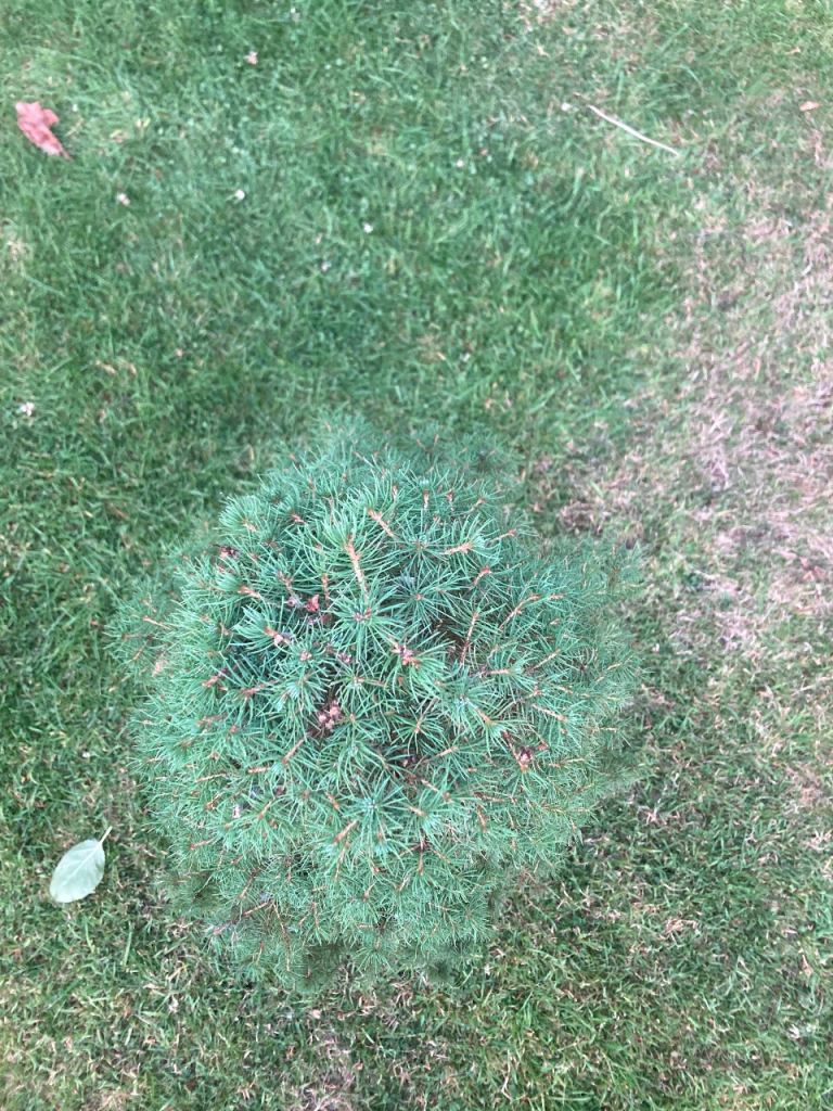 Environment  friendly real Christmas tree plant