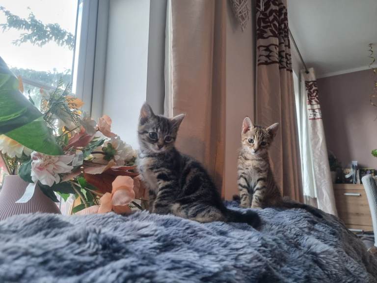 🐾 The Last Two Stunning Tabby Girls Looking for Their Forever Homes! 🐾 