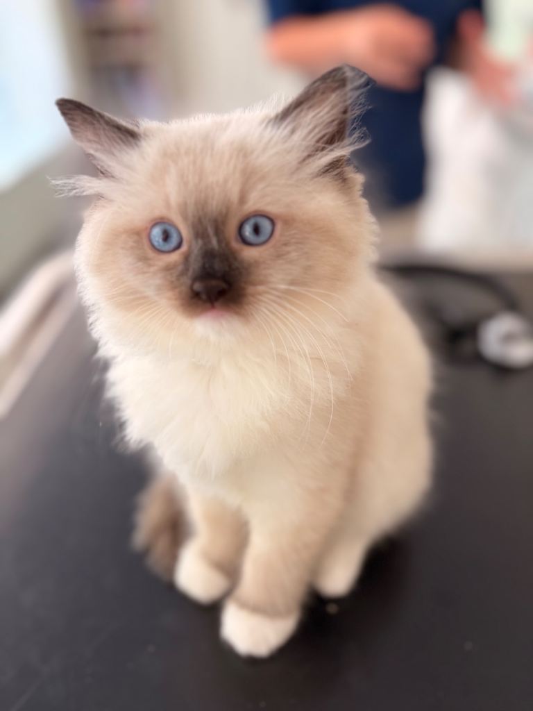 RAGDOLL KITTENS PEDIGREE GCCF REGISTERED