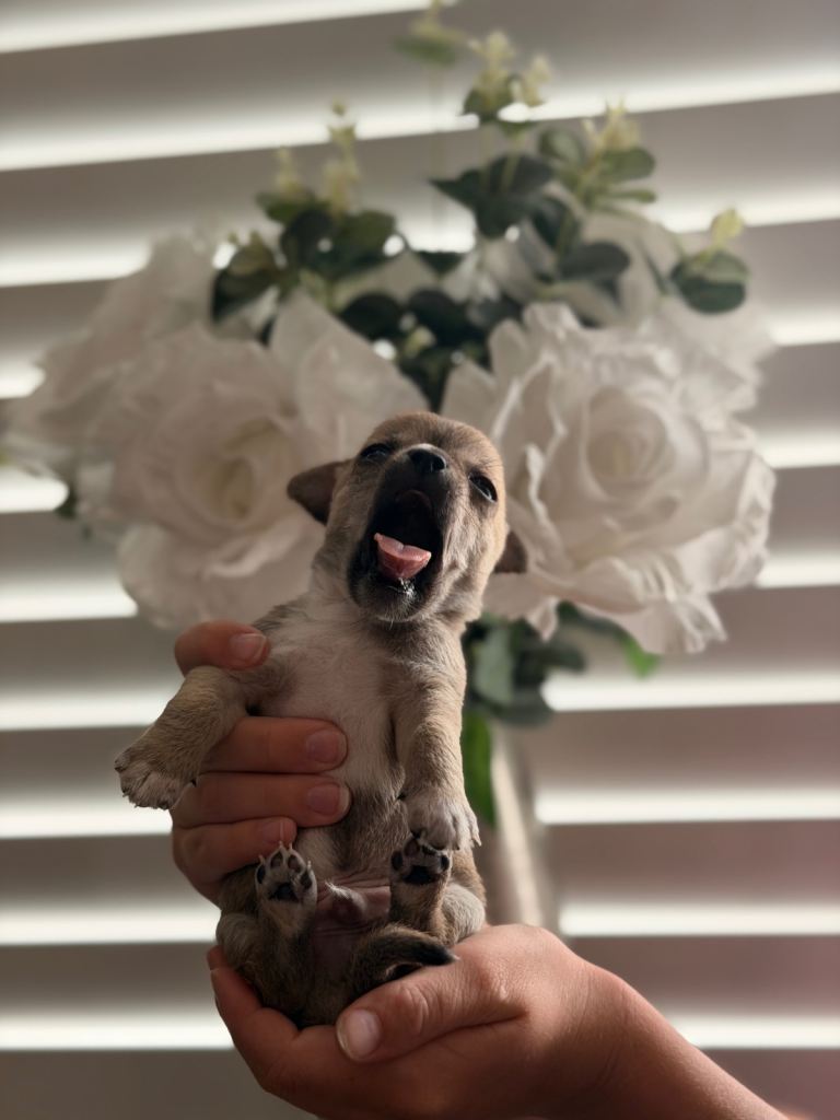 Pomchi puppies 