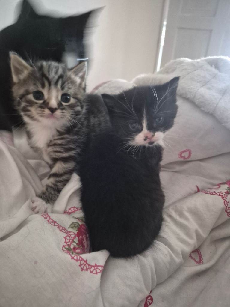 Kittens 