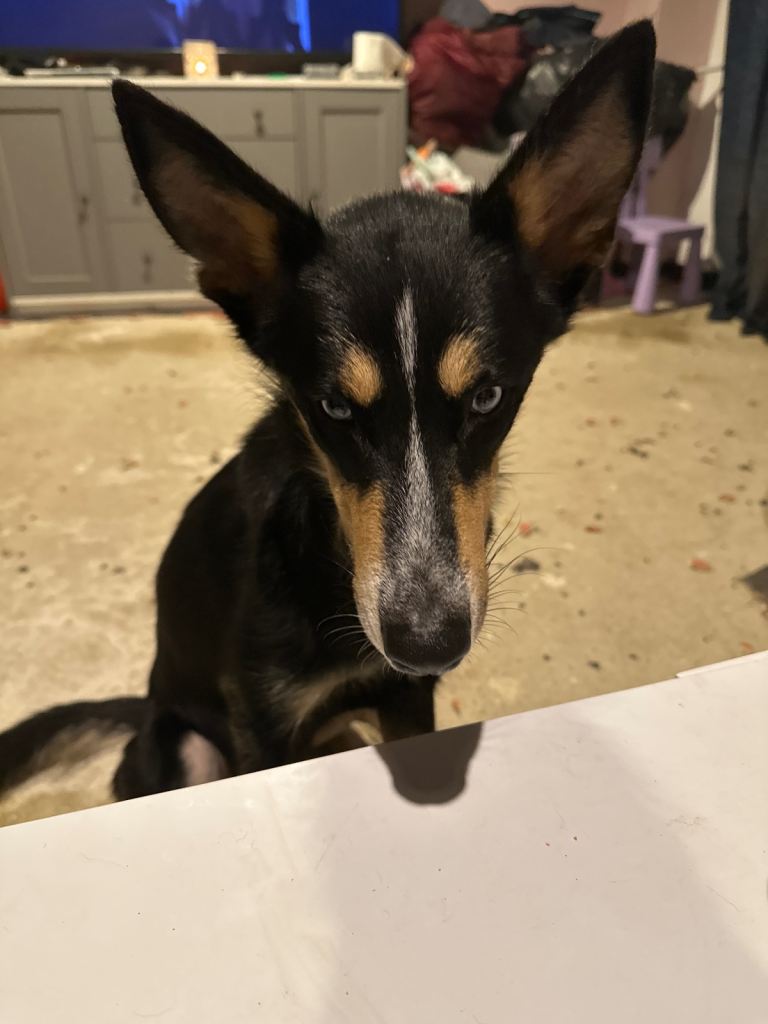 Husky/German Shepherd 