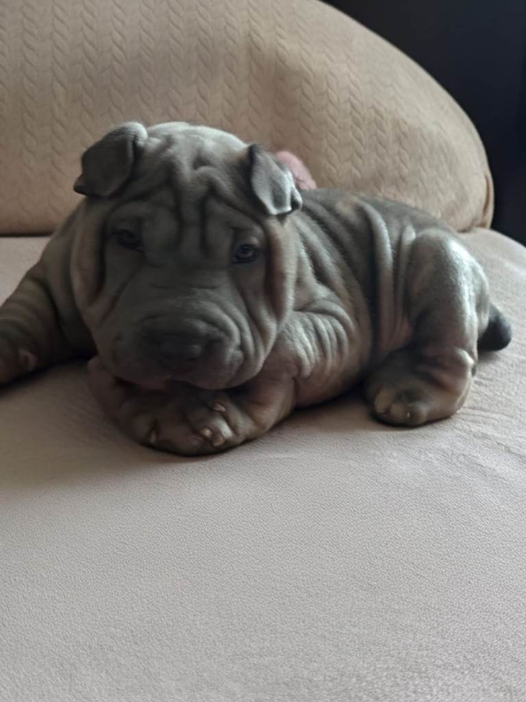 Shar-pei puppy 