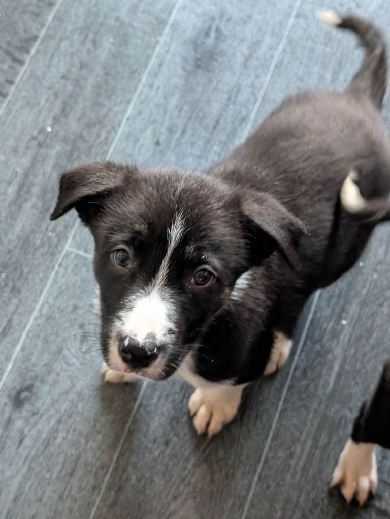 Border Collie puppies 