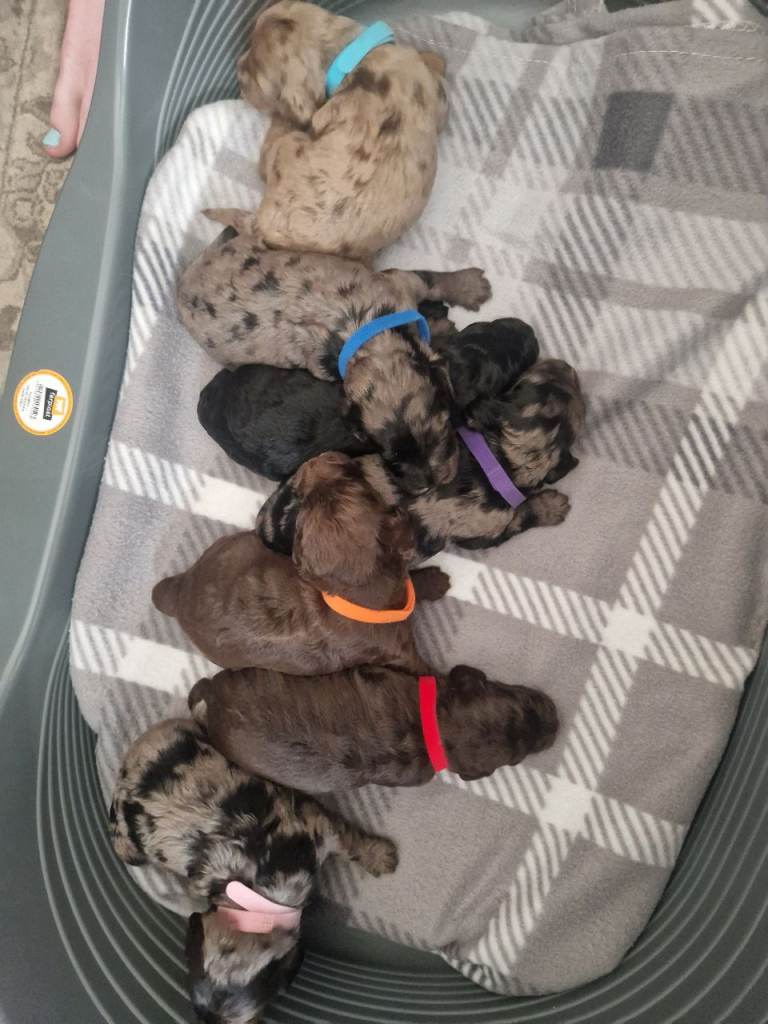Cockapoo puppies 