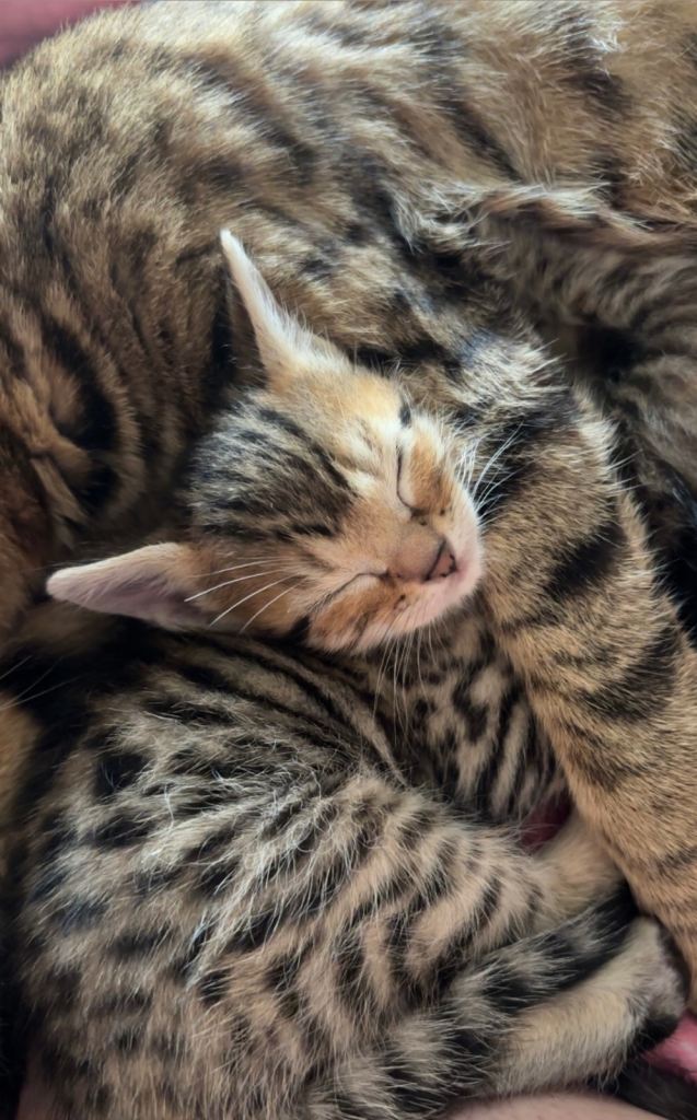 Bengal kitten