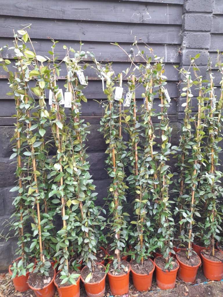 image for Scented star Jasmine plant EVERGREEN winter hardy white flowering 5L 1.8M tall