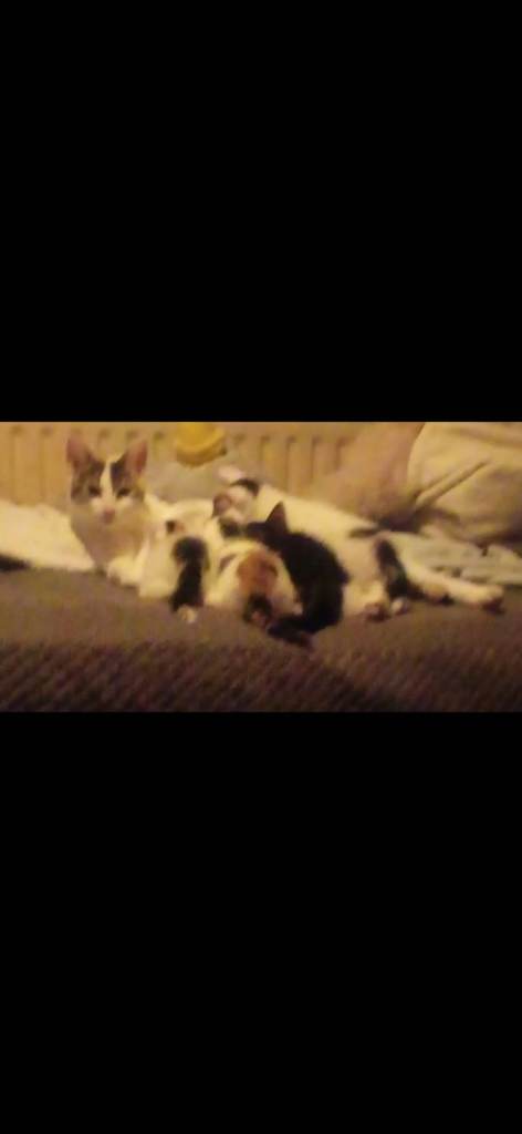 4 lovely kittens