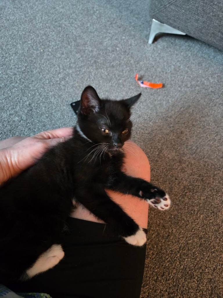 1 kitten for sale 9 weeks old