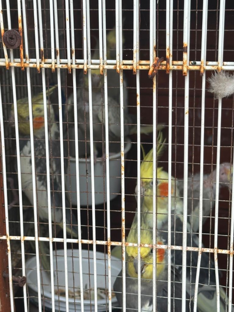 Cockatiels for sale!
