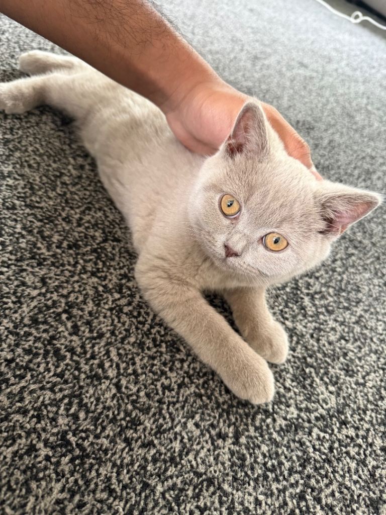 British short hair kitten lilac