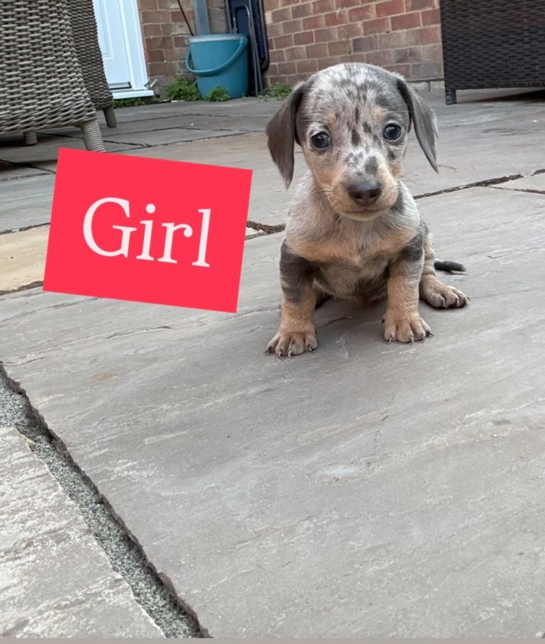 Miniature dachshund Puppys for sale 